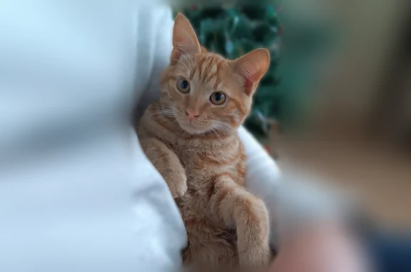 Кошки потеряшки, Анапа, фото: Потеряшка кошка, Ленинградская улица, 101, Анапа