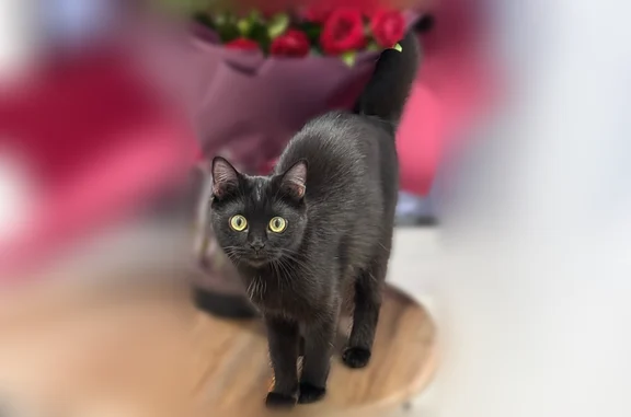Пропала кошка, улица Мира, 1, Георгиевск — чёрная, пугливая, с большими яркими глазами - photo