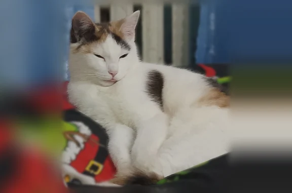 Пропала кошка, улица Чайковского, 2, Усть-Илимск — почти год, может быть с травмой лапки - photo
