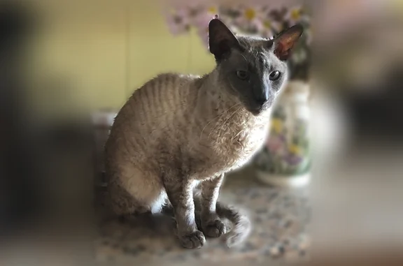 Пропала кошка, улица Достоевского, 8, Таруса — палевый окрас, нет одного клыка - photo