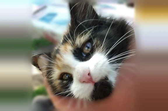 Пропала кошка, улица Новикова-Прибоя, Нижний Новгород — трёхцветная - photo
