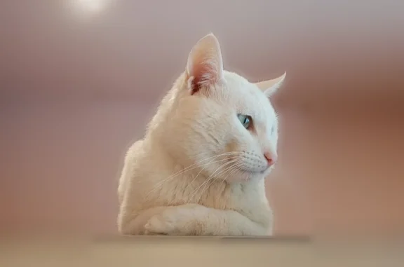 Пропала кошка, улица Кутузова, 7, Коломна — белая кошка Виктор, 9 лет - photo
