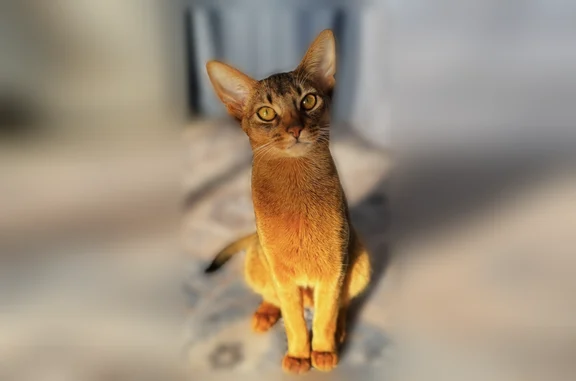 Пропала кошка, Кощаково, Татарстан — Абиссин, 2 года - photo