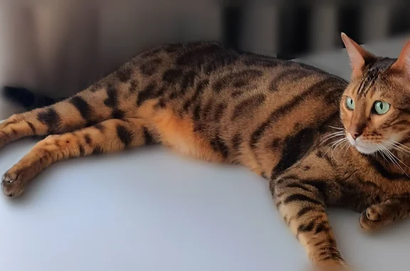Кошки потеряшки, Уфа, фото: Потеряшка кошка, Кольцевая улица, 51, Уфа — пятнистый бенгал