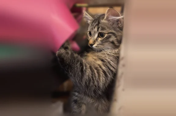 Кошки потеряшки, Савино, фото: Потеряшка кошка, Савино, Тверская область — рана на ушке