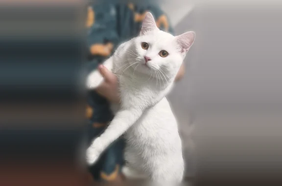 Пропала кошка, Яхтенная улица, 4 к4, Санкт-Петербург — полностью белая, глухая, кастрированная - photo