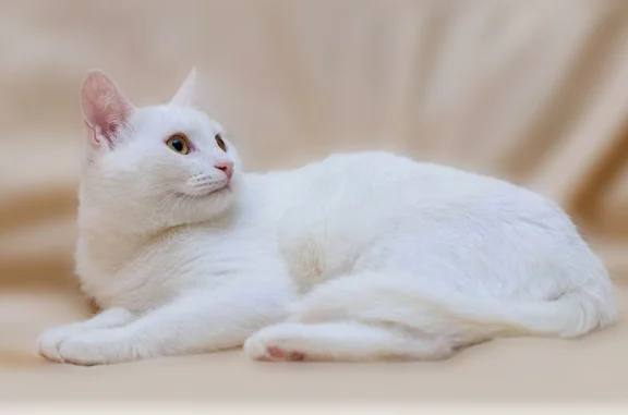 Пропала кошка, улица Чайковского, 79А, Клин — белая, пугливая - photo