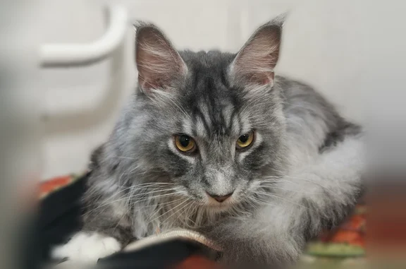 Пропала кошка, улица Комарова, 4, Сыктывкар — крупная, серо-белая, пушистая, без когтей - photo