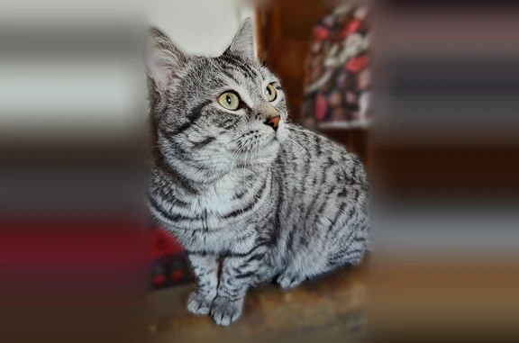 Пропала кошка, улица Крылова, 30, Тверь — пугливая, боится машин - photo