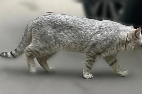 Найдена кошка, Москва, фото: Найдена кошка, проспект Вернадского, 89, Москва — серый британец или шотландец, полосатый хвост