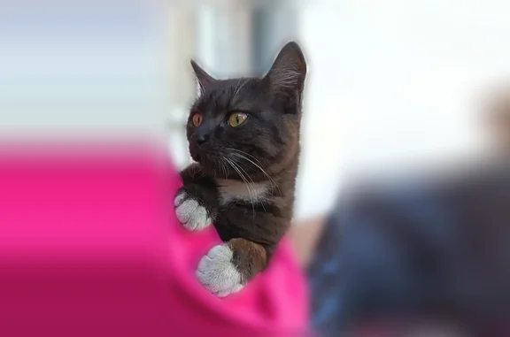 Найдена кошка, Сургут, фото: Найдена кошка, улица Ивана Захарова, 11, Сургут — ухоженная, домашняя