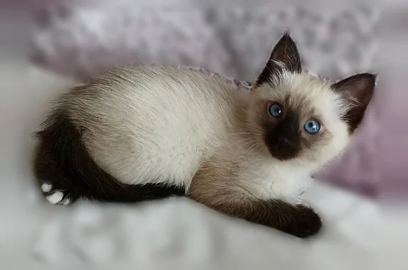 Пропала кошка, улица Кирова, 2, Степное — маленький котик 2 месяца - photo