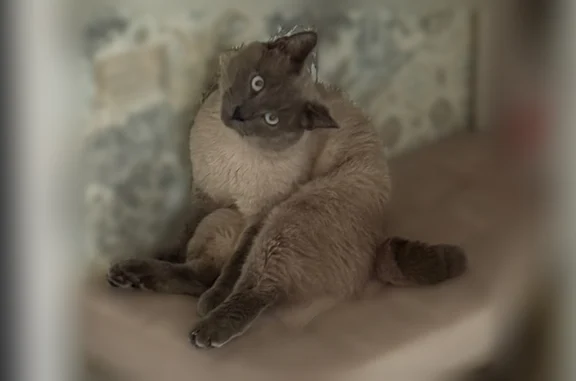 Пропала кошка, 136, Дзержинск — короткий сломанный хвост - photo