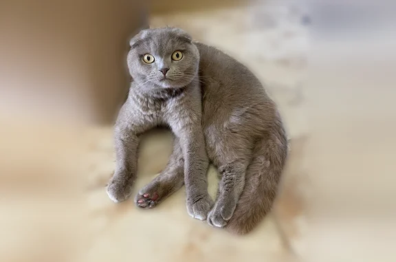 Кошки потеряшки, Таврово, фото: Потеряшка кошка, Шоссейная улица, 8, Таврово — серый шотландский вислоухий мальчик с зелёными глазами