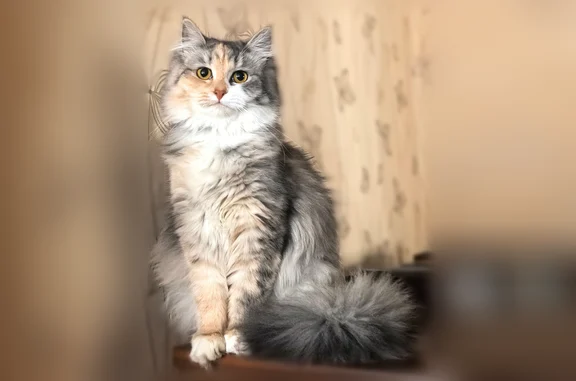 Пропала кошка, Интернациональная улица, Красноуфимск — серая, пушистая - photo