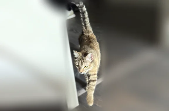 Найдена кошка, Воронеж, фото: Найдена кошка, проспект Труда, 6, Воронеж — лежала возле лифта в подъезде, пятнистый окрас