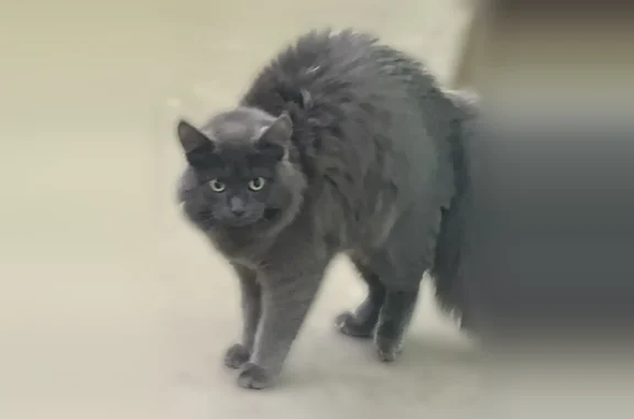 Найдена кошка, Уфа, фото: Найдена кошка, Дуванский бульвар, 28, Уфа — сидит в подъезде, не боится людей