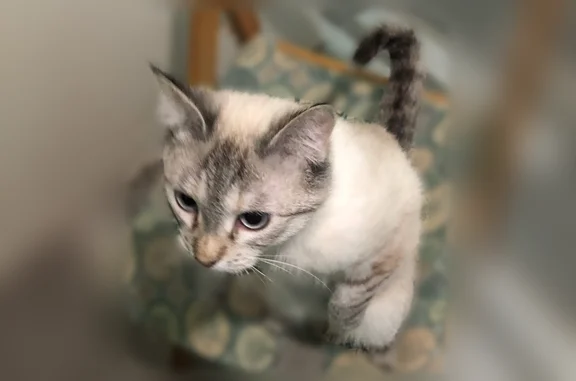Пропала кошка, Тихий переулок, 1, Ростов-на-Дону — голубые глаза, кисточки на кончиках ушей - photo
