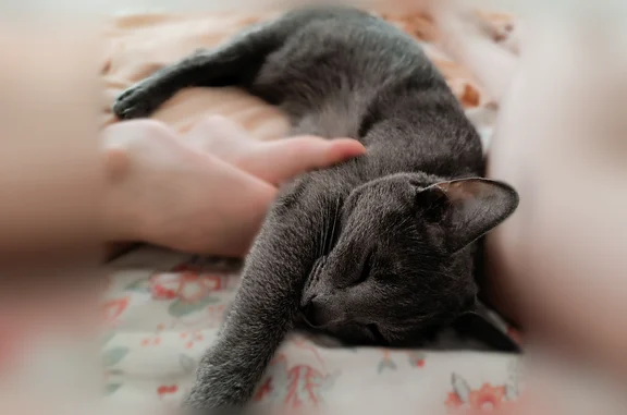 Пропала кошка, Сенькинское сельское поселение, Сенькинское — ласковая, серо-голубая, любит сидеть на руках - photo