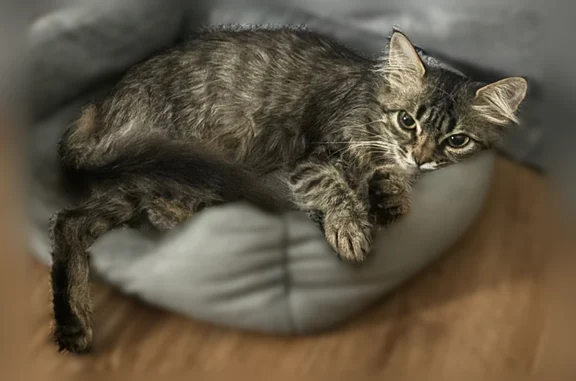Пропала кошка, улица XXII Партсъезда, 6, Камышин — пушистая, полосатая, 7 месяцев - photo