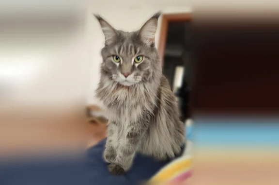 Пропала кошка, Приозёрная улица, 4, Ярославль — серый, кастрирован - photo