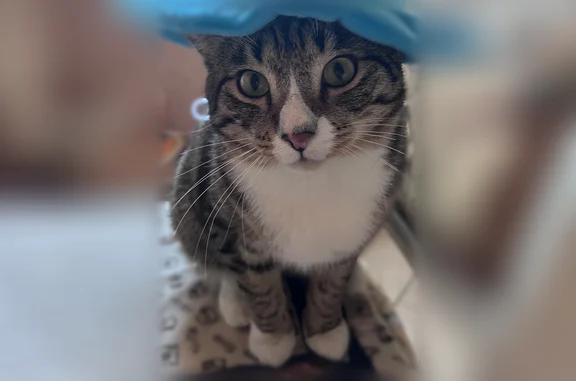 Пропала кошка, улица Батурина, 15, Красноярск — 10 месяцев, крупная, пугливая - photo