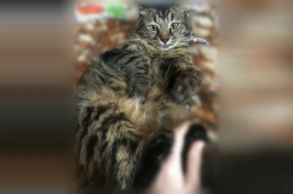 Пропала кошка, Ореховая улица, 11, Находка — коричневого цвета в полосочку, пугливая - photo
