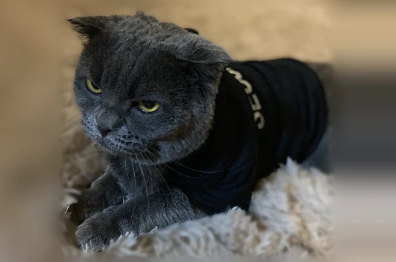 Пропала кошка, улица Дзержинского, 22, Ноябрьск — серая шерсть, медовые глаза - photo
