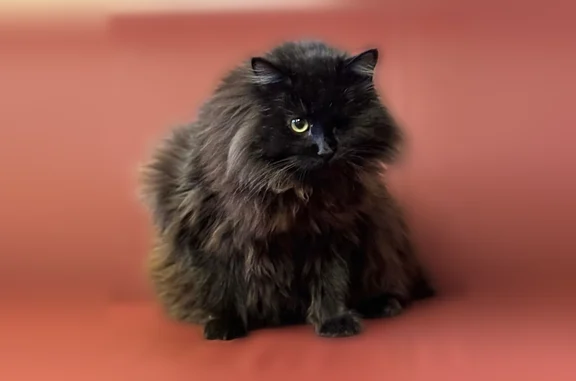 Пропала кошка, Бердский тупик, 10 к1, Новосибирск — чёрная, с одним глазом, коротким хвостом, очень пушистая - photo