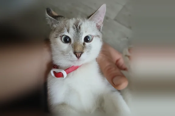 Пропала кошка, Бузулук — белая, светлосерая - photo