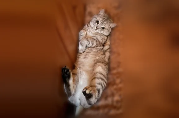 Пропала кошка, Станционная улица, Черкизово — кот, 1,7 года, ласковый - photo