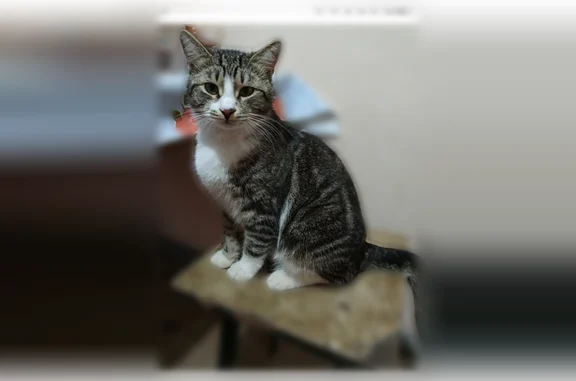 Пропала кошка, Краснофлотская улица, Иваново — на задней лапе серое пятнышко - photo