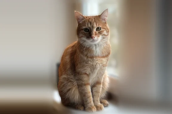 Пропала кошка, улица Ляпидевского, 4, Москва — рыжий в полосочку, крупная - photo