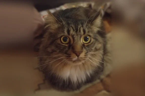 Пропала кошка, улица Строителей, 8, Пермь — сибирская, зелено-жёлтые глаза - photo