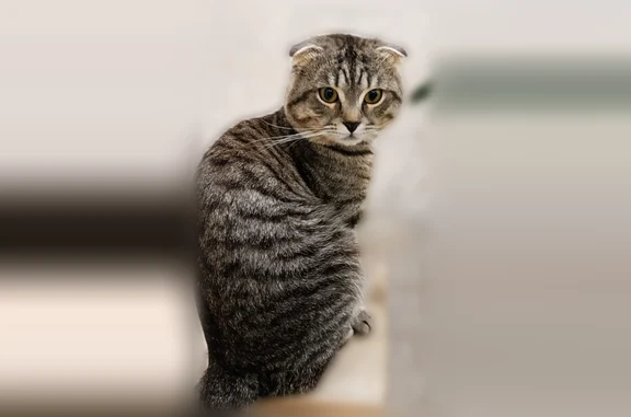 Пропала кошка, Школьный переулок, 13, Волгоград — молодой кот Митя - photo