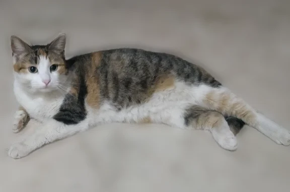 Пропала кошка, улица Грибоедова, 4, Кулебаки — трёхцветная, крупная - photo