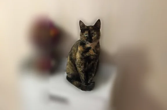 Кошки потеряшки, Ессентуки, фото: Потеряшка кошка, Советская улица, 44, Ессентуки — могла испугаться собак