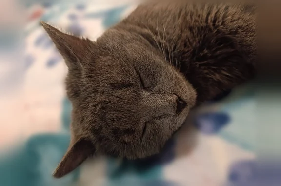 Пропала кошка, Ровная улица, 27, Нижний Новгород — котик, русский голубой, 7 лет - photo