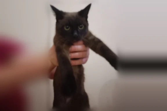Найдена кошка, Чита, фото: Найдена кошка, улица Ленина, 129, Чита — коричневый, кофейный окрас