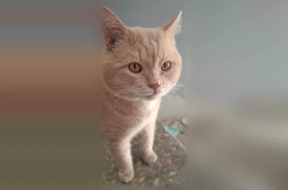 Найдена кошка, Казань, фото: Найдена кошка, улица Айрата Хайруллина, 5 к2, Казань — рыжая, с проблемами лапок