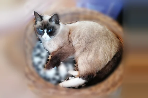 Пропала кошка, Солнечная улица, 15, Кузнецово - photo
