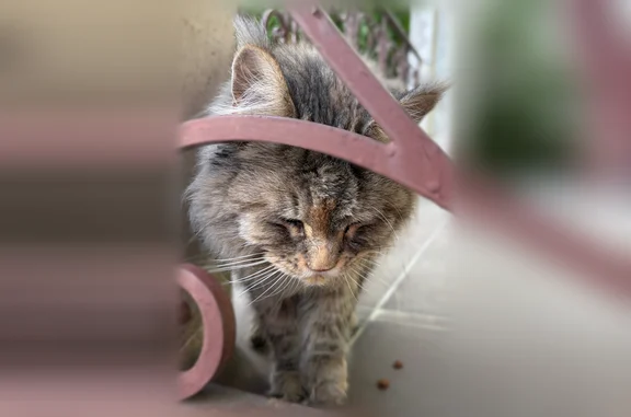 Найдена кошка, Москва, фото: Найдена кошка, улица Марьинский Парк, 41 к2, Москва — трёхцветка, по виду мейн-кун