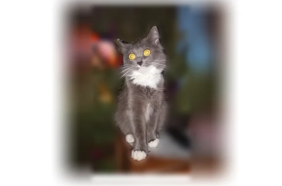 Пропала кошка, Ставропольская улица, 112, Самара — небольшого размера, домашняя, пугливая - photo