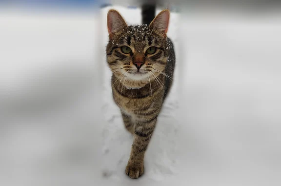 Кот гуляющий, живёт на первом этаже