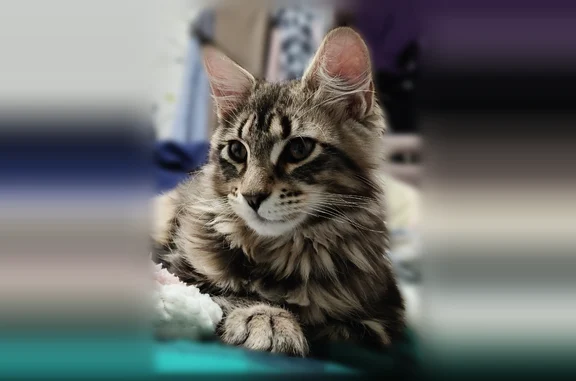 Пропала кошка, Новая улица, 11, Ягул — молодой котик 6 месяцев, мейн-кун - photo