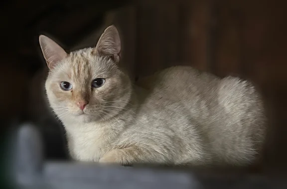 Пропала кошка, Дошкольная улица, 31, Пермь — молочный окрас, голубые глаза, надломлен кончик хвоста - photo
