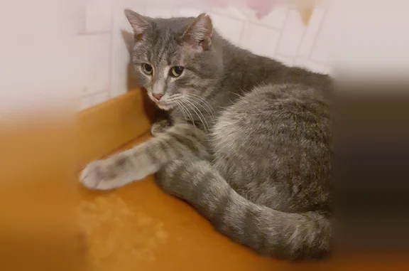 Кошки потеряшки, Степное, фото: Потеряшка кошка, Рабочая улица, 23, Степное — серый боязливый котик, метка на ушке