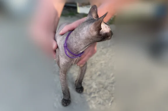 Найдена кошка, Тольятти, фото: Найдена кошка, улица Есенина, 16, Тольятти