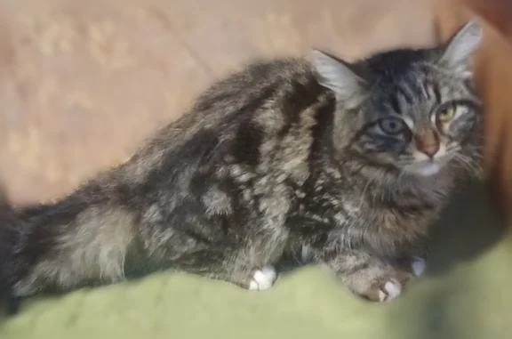 Найдена кошка, Зерноград, фото: Найдена кошка, Садовая улица, 32, Зерноград — забивается в угол, боится