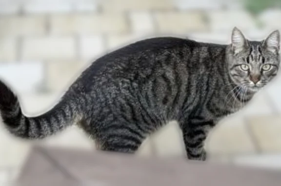 Кошки потеряшки, Погорелки, фото: Потеряшка кошка, Полевая улица, 5, Погорелки — серый в полоску кот Текеша
